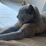 Saphir participe au concours pour gagner de l'argent avec cette photo : animal, blanket, cardboard_box, cat, cozy, ears, feline, fur, gray_cat, home, indoor, natural_light, paws, pet, relaxed, resting, stretching, table, tile_floor, whiskers