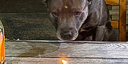 Kayson a rejoint le concours — aidez-le/la à gagner de superbes lots ! animal, birthday_candle, brown_dog, candle_flame, celebration, curious, dog, focus, food, indoor, lighting, night, number_8, pet, plate, table, treats, waiting, wooden_chair, wooden_table