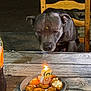 dog, birthday_candle, number_8, plate, treats, table, wooden_table, wooden_chair, night, indoor, food, pet, celebration, candle_flame, animal, brown_dog, focus, waiting, curious, lighting