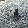 dog, black_dog, water, shallow_water, ripples, playful, happy, pet, animal, outdoor, nature, hand, summer, daylight, water_surface, canine, fetch, leash, adventure, exercise