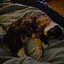 Patches is registered to the contest to win money with this photo: cat, calico_cat, sleeping, blanket, bed, cozy, fur, paw, whiskers, indoor, rest, nap, feline, cute, domestic_animal, animal, pet, relaxation, soft, quiet