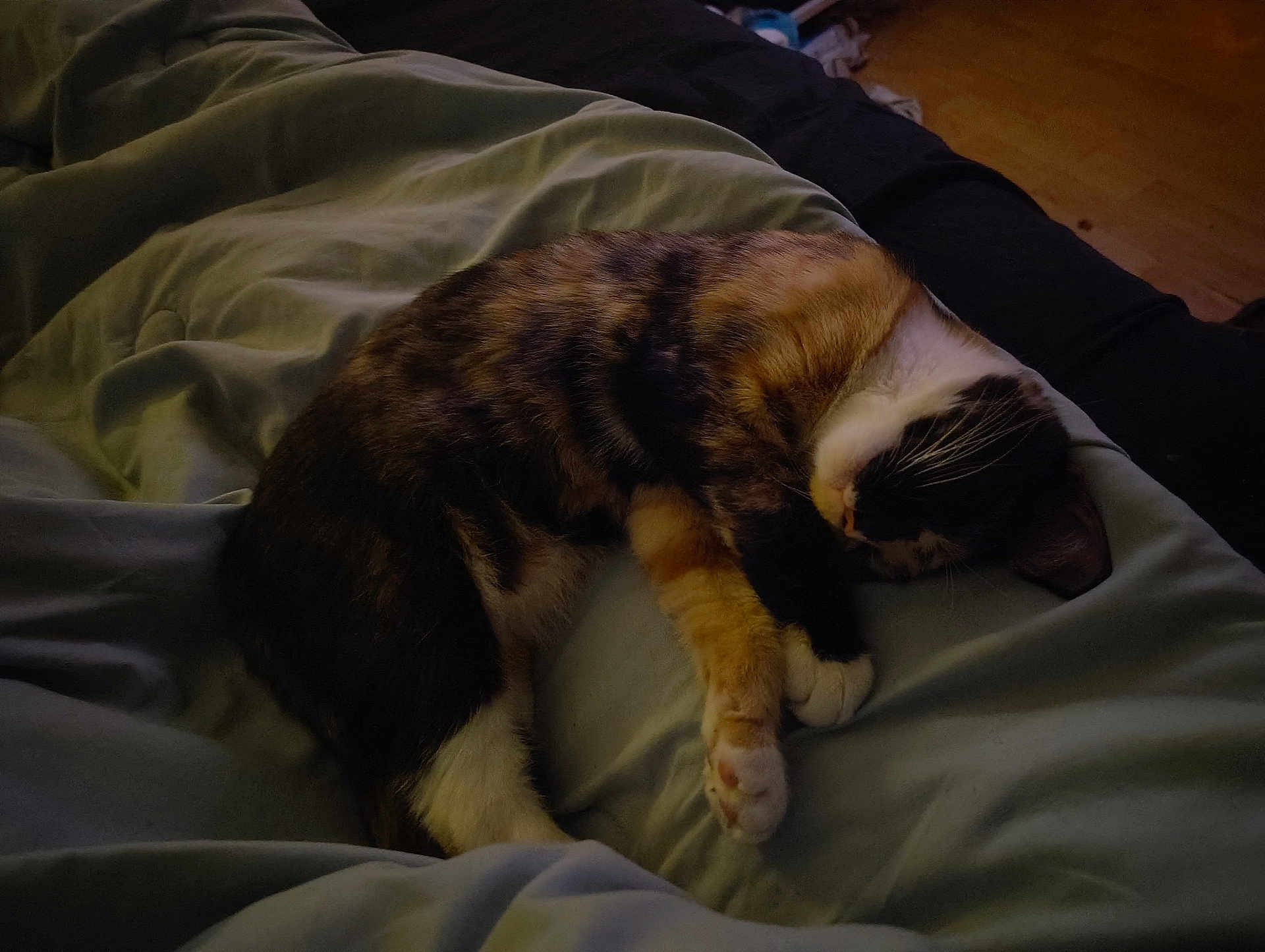 Patches is registered to the contest to win money with this photo: cat, calico_cat, sleeping, blanket, bed, cozy, fur, paw, whiskers, indoor, rest, nap, feline, cute, domestic_animal, animal, pet, relaxation, soft, quiet