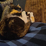 Patches is registered to the contest to win money with this photo: cat, calico_cat, blanket, brown_rug, shoes, paw, fur, tail, indoor, relaxed, resting, cozy, striped, patterned_blanket, domestic_animal, pet, sleepy, feline, closeup, animal