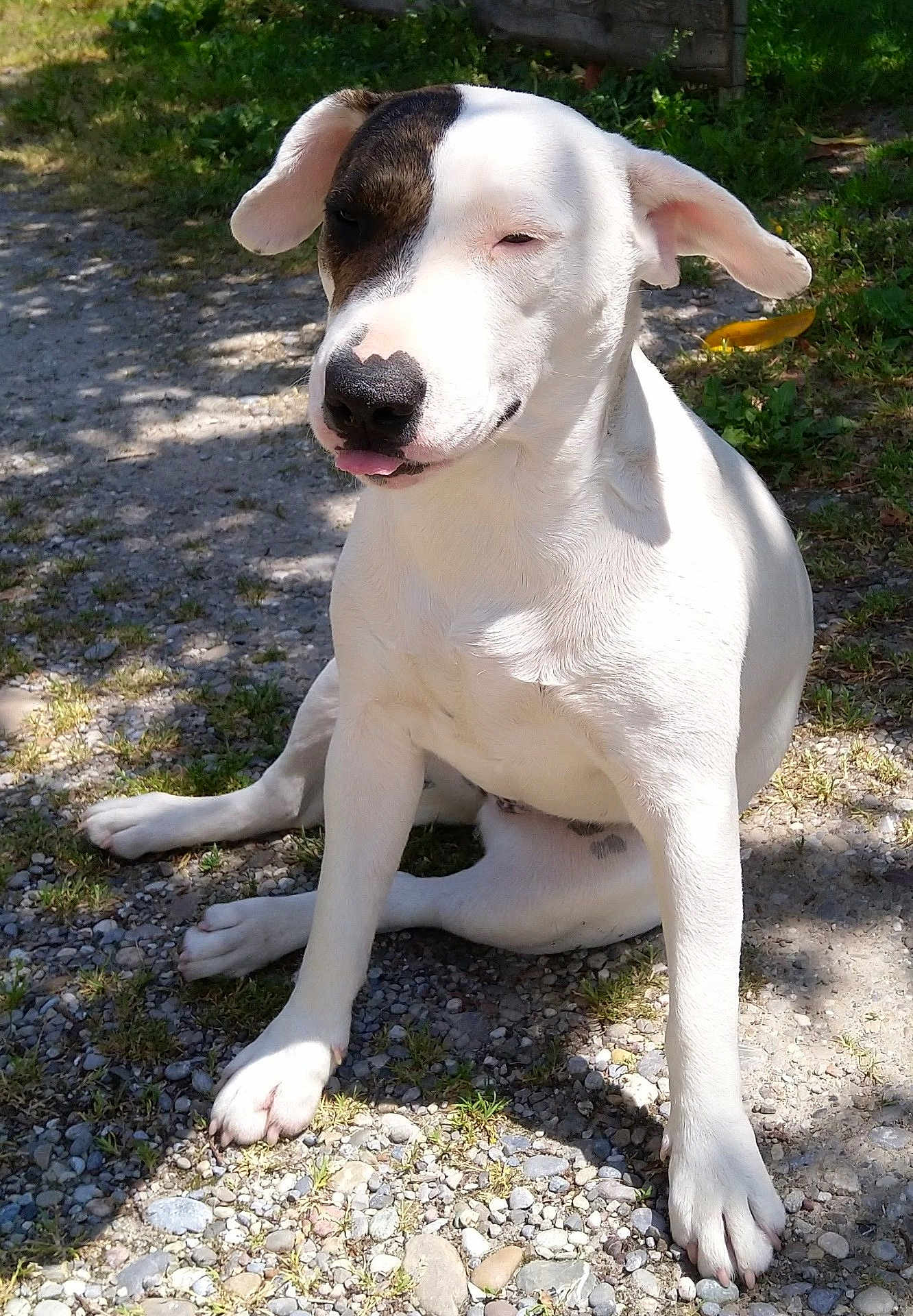 Gaïa participe au concours pour gagner de l'argent avec cette photo : dog, white_dog, outdoor, sunlight, gravel, sitting, tongue_out, patch, cute, pet, animal, nature, grass, shadow, happy, ears, paw, closeup, daylight, relaxed