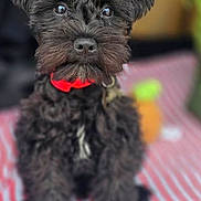 Darth is registered to the contest to win money with this photo: alert, animal, black_fur, canine, companion, cute, dog, domestic_animal, fur, fur_texture, indoor, looking_up, pet, portrait, puppy, red_collar, sitting, small_dog, striped_blanket, young_dog