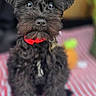 alert, animal, black_fur, canine, companion, cute, dog, domestic_animal, fur, fur_texture, indoor, looking_up, pet, portrait, puppy, red_collar, sitting, small_dog, striped_blanket, young_dog