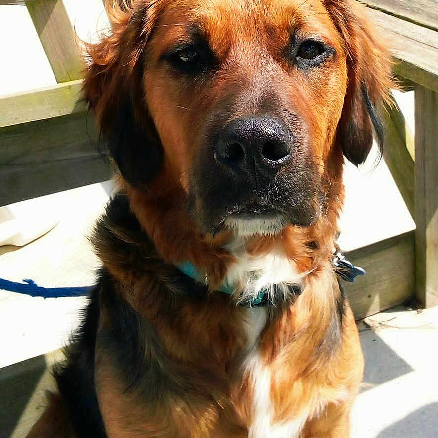 Mousse participe au concours pour gagner de l'argent avec cette photo : animal, black_dog, brown_dog, canine, collar, concrete, daylight, dog, footwear, fur, legs, outdoor, people, pet, picnic_table, resting, shadow, sitting, sunlight, wooden_table