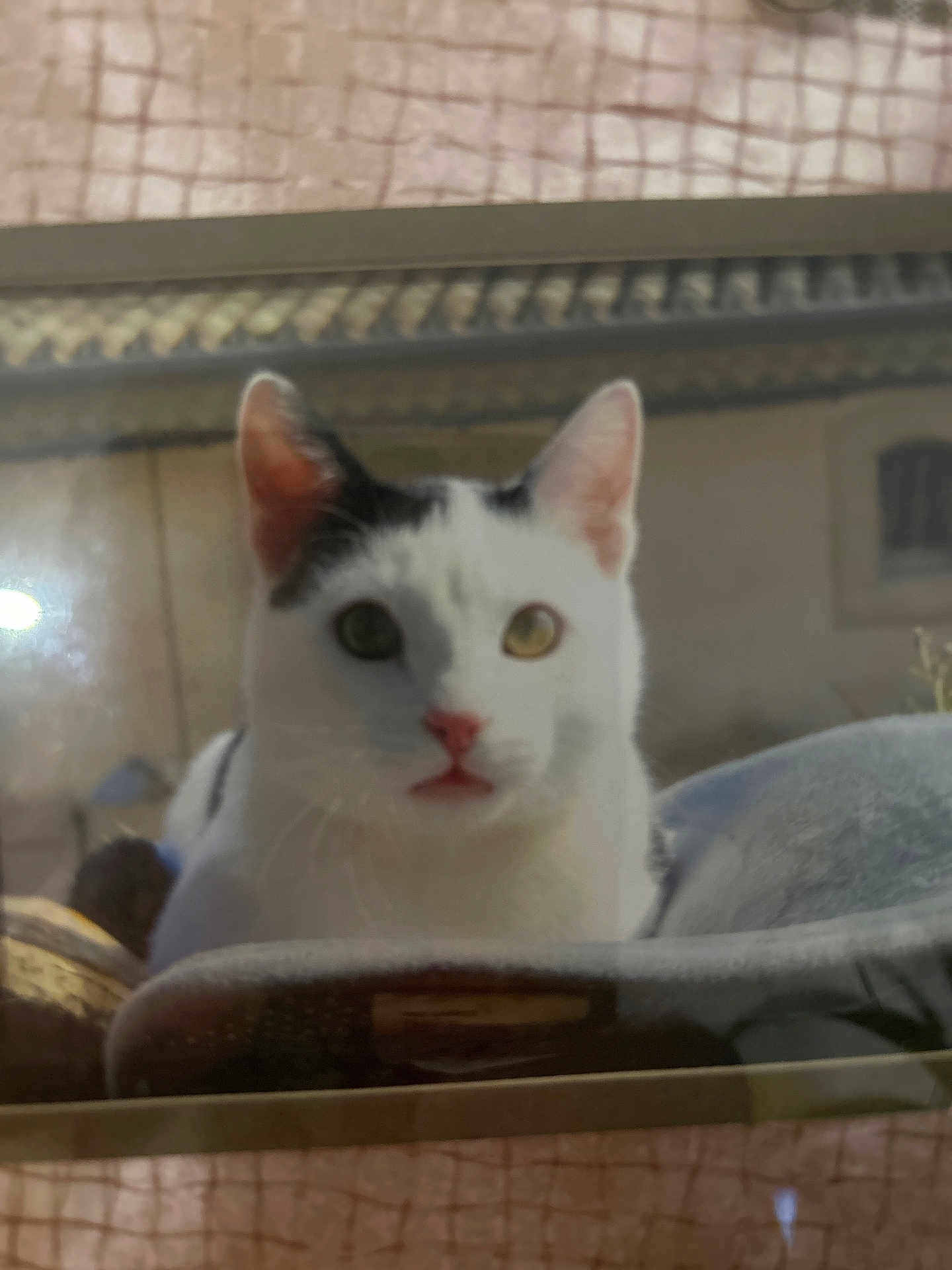 Tom participe au concours pour gagner de l'argent avec cette photo : cat, white_cat, black_spots, pet, window, reflection, cushion, indoor, close_up, animal, feline, ears, eyes, nose, face, curious, looking, soft_light, home, cozy