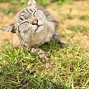 Racaille participe au concours pour gagner de l'argent avec cette photo : cat, animal, outdoor, grass, pet, feline, nature, relaxed, sunlight, whiskers, mammal, closeup, sleeping, cute, happy, daylight, background_blur, tabby, resting, peaceful
