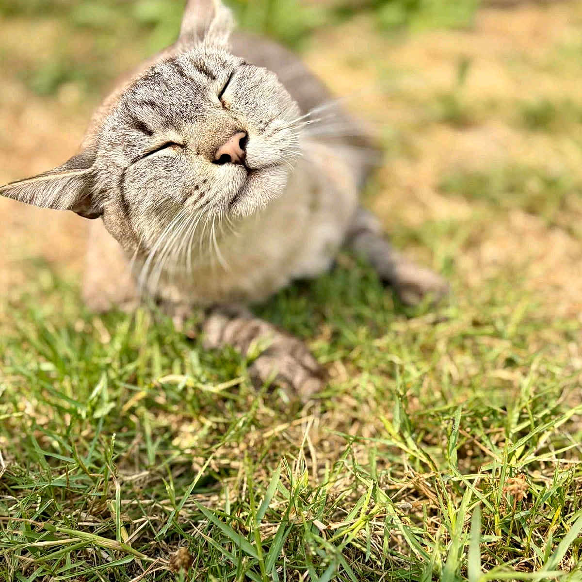 Racaille participe au concours pour gagner de l'argent avec cette photo : animal, background_blur, cat, closeup, cute, daylight, feline, grass, happy, mammal, nature, outdoor, peaceful, pet, relaxed, resting, sleeping, sunlight, tabby, whiskers