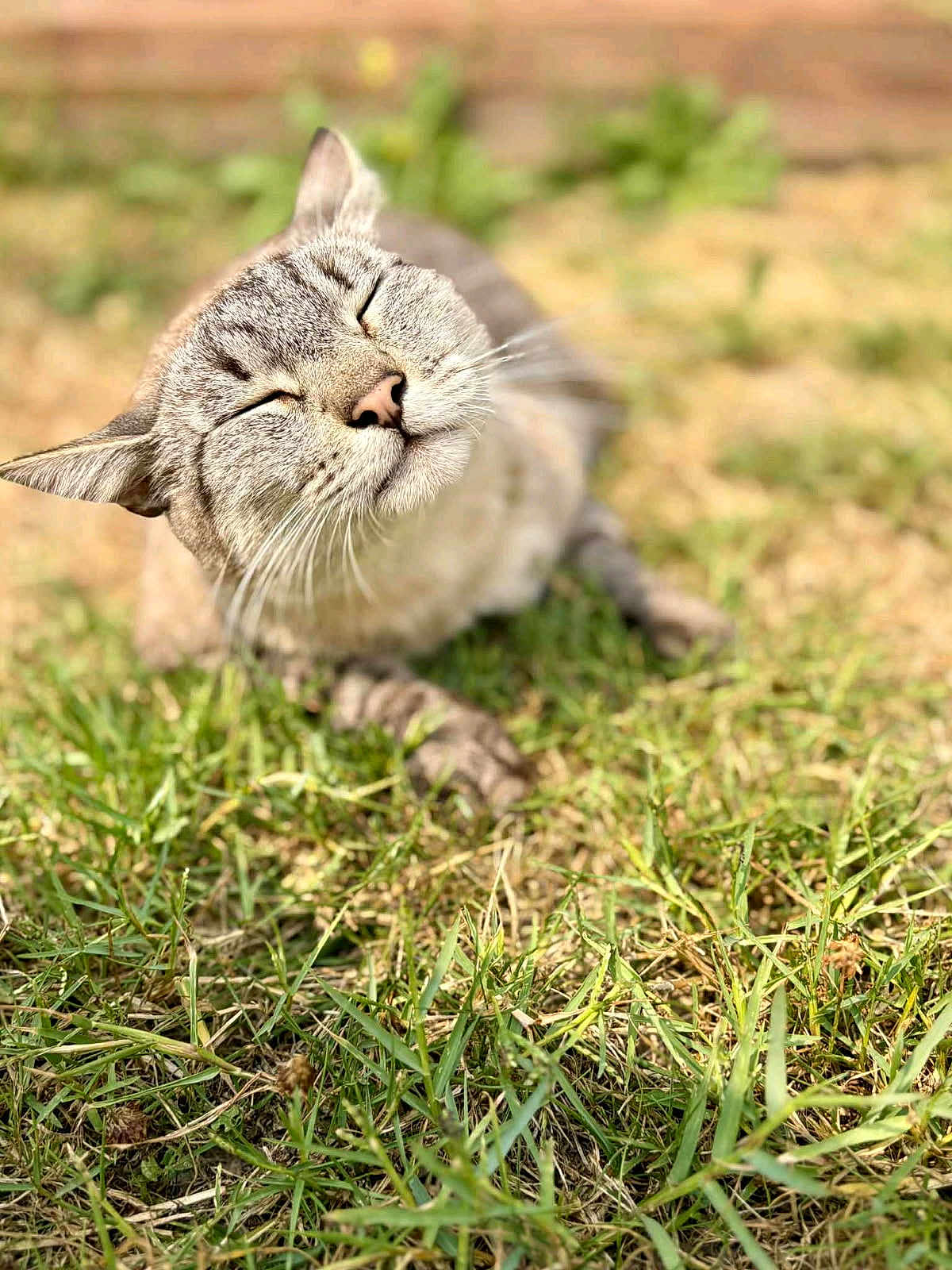 Racaille participe au concours pour gagner de l'argent avec cette photo : cat, animal, outdoor, grass, pet, feline, nature, relaxed, sunlight, whiskers, mammal, closeup, sleeping, cute, happy, daylight, background_blur, tabby, resting, peaceful