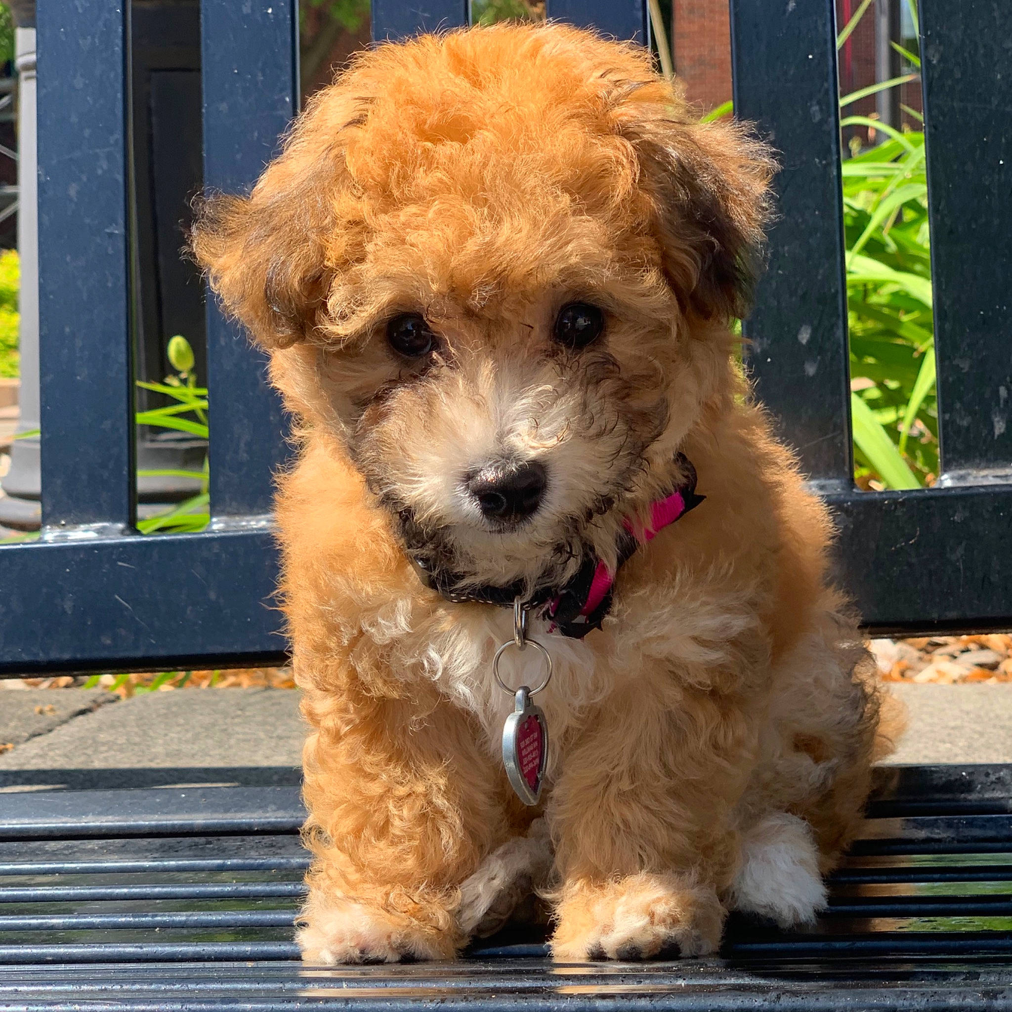 Pippa joined the competition — help win amazing prizes! canidae, carnivore, companion_dog, dog, dog_breed, dutch_smoushond, maltepoo, mammal, miniature_poodle, morkie, poodle_crossbreed, puppy, rare_breed_dog, schnoodle, sporting_group, sporting_lucas_terrier, terrier, toy_poodle, vertebrate, yorkipoo