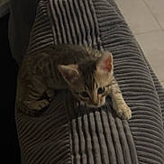 Balou participe au concours pour gagner de l'argent avec cette photo : kitten, tabby, cat, pet, animal, cushion, grey, indoor, curious, small, feline, texture, paws, young, exploring, cozy, soft, striped, cute, domestic