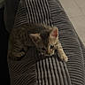 kitten, tabby, cat, pet, animal, cushion, grey, indoor, curious, small, feline, texture, paws, young, exploring, cozy, soft, striped, cute, domestic