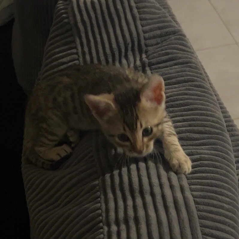 Balou participe au concours pour gagner de l'argent avec cette photo : kitten, tabby, cat, pet, animal, cushion, grey, indoor, curious, small, feline, texture, paws, young, exploring, cozy, soft, striped, cute, domestic