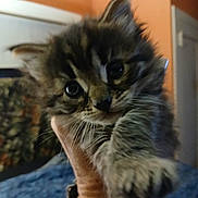 Mr.minkles is registered to the contest to win money with this photo: animal, cat, closeup, cozy, cute, domestic, ears, eyes, feline, fur, furry, hand, indoor, kitten, mammal, pet, portrait, soft, whiskers, young