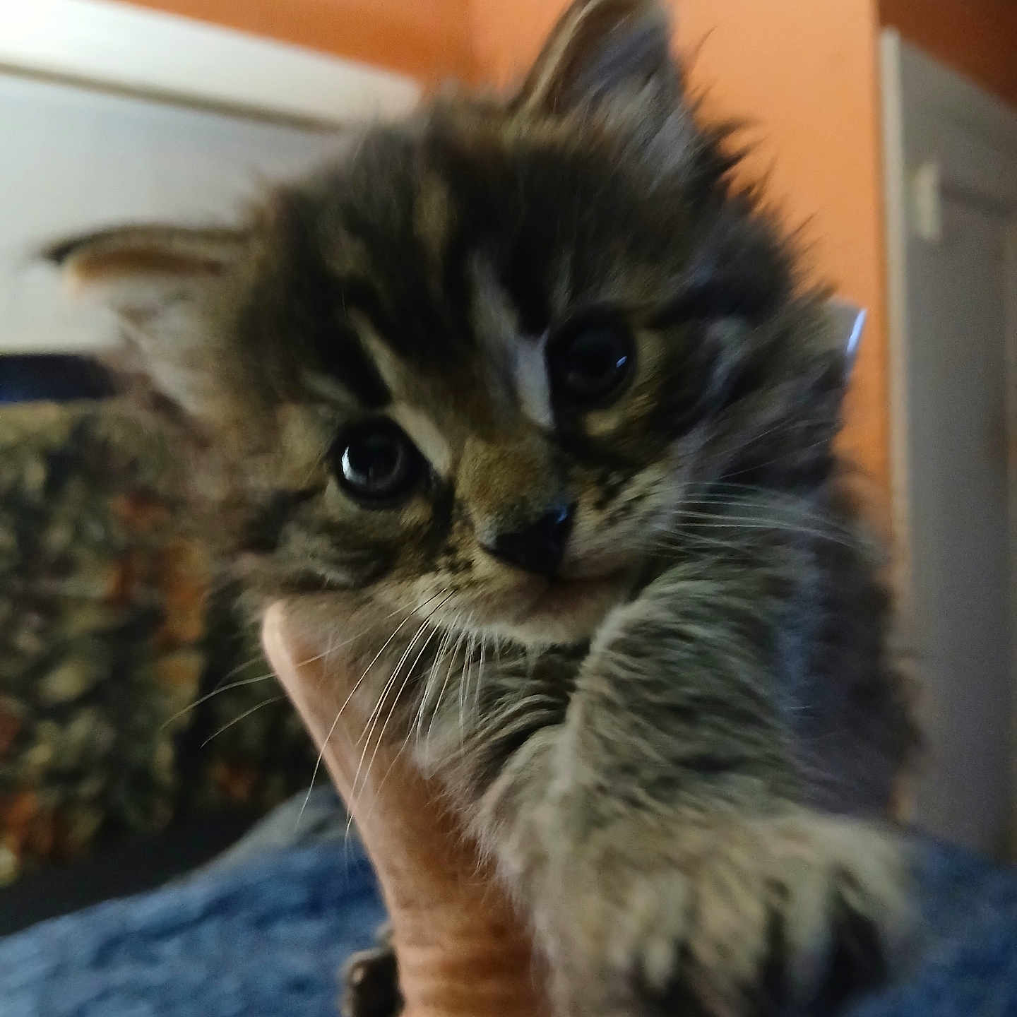 Mr.minkles is registered to the contest to win money with this photo: animal, cat, closeup, cozy, cute, domestic, ears, eyes, feline, fur, furry, hand, indoor, kitten, mammal, pet, portrait, soft, whiskers, young