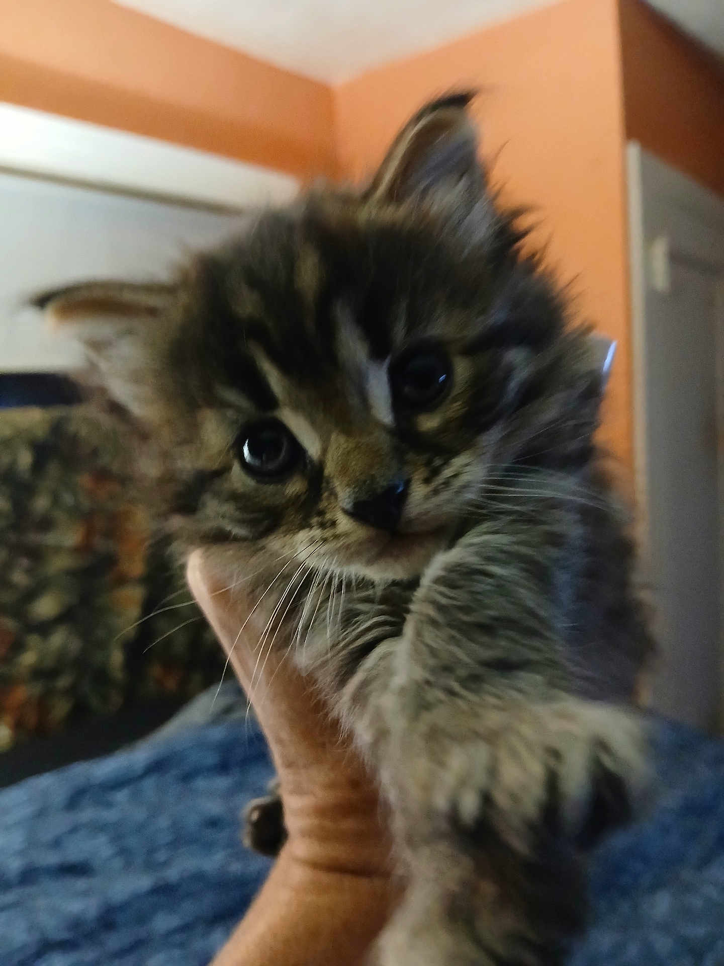 Mr.minkles is registered to the contest to win money with this photo: animal, cat, closeup, cozy, cute, domestic, ears, eyes, feline, fur, furry, hand, indoor, kitten, mammal, pet, portrait, soft, whiskers, young