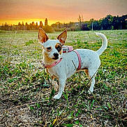 Athena participe au concours pour gagner de l'argent avec cette photo : alert, animal, black_patch, canine, daylight, dog, ears_up, field, grass, mammal, nature, outdoor, pet, pink_harness, scenery, small_dog, sunset, tail_up, vibrant_colors, white_dog
