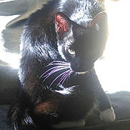 Shadow joined the competition — help win amazing prizes! cat, black_and_white, tuxedo_cat, animal, pet, whiskers, green_eyes, sitting, indoors, sunlight, sunbeam, car_seat, fur, paws, portrait, close_up, shadow, backlighting, domestic_animal, cute