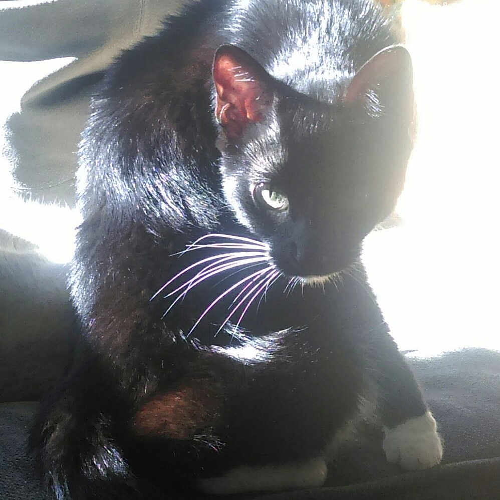 Shadow