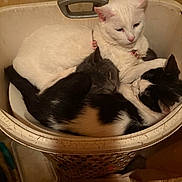 Aloha is registered to the contest to win money with this photo: animal, basket, black_and_white_cat, cat, cats, close_up, cozy, cute, domestic, feline, fur, gray_cat, indoor, laundry_basket, pets, pile, resting, sleeping, snuggling, white_cat