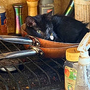 Onyx joined the competition — help win amazing prizes! black_cat, kitten, frying_pan, stove, kitchen, spices, bottle, spray_bottle, countertop, curled_up, pet, domestic_animal, copper_pan, green_eyes, small_cat, resting, indoor, metal_handle, cute, animal