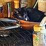 animal, black_cat, bottle, copper_pan, countertop, curled_up, cute, domestic_animal, frying_pan, green_eyes, indoor, kitchen, kitten, metal_handle, pet, resting, small_cat, spices, spray_bottle, stove