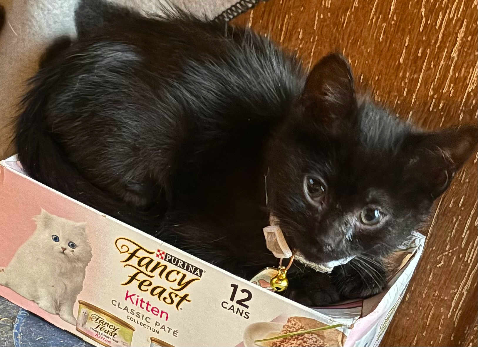 Onyx is registered to the contest to win money with this photo: black_kitten, cat, kitten, pet, box, cardboard_box, collar, bell, fur, animal, cute, indoor, wooden_floor, curious, small, feline, domestic_cat, playful, resting, young_cat