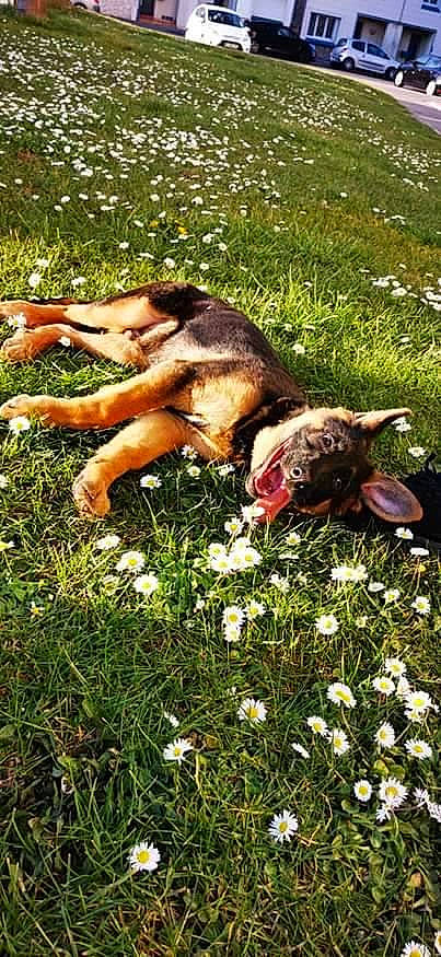 Hasko participe au concours pour gagner de l'argent avec cette photo : fawn, flower, grass, herbaceous_plant, lawn, meadow, plant, wildflower