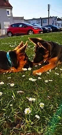 Hasko a rejoint le concours — aidez-le/la à gagner de superbes lots ! canidae, carnivore, dog, dog_breed, east_european_shepherd, german_shepherd_dog, grass, king_shepherd, mammal, old_german_shepherd_dog, plant, police_dog, vertebrate