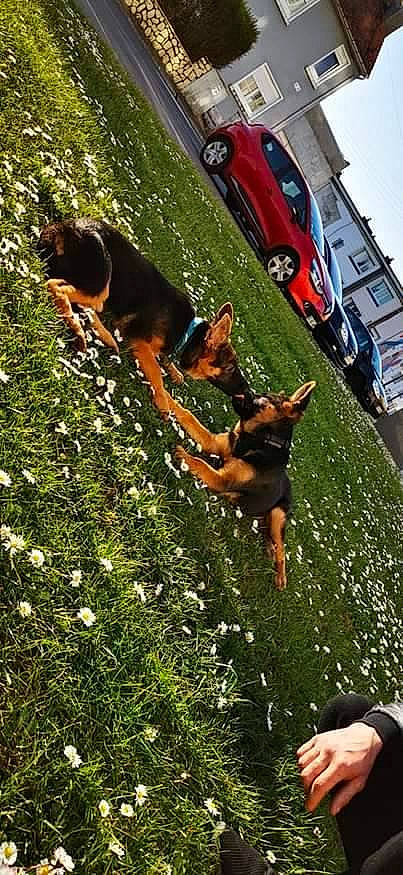 Hasko a rejoint le concours — aidez-le/la à gagner de superbes lots ! canidae, carnivore, dobermann, dog, dog_breed, german_pinscher, guard_dog, hunting_dog, miniature_pinscher, pinscher, sporting_group, working_dog