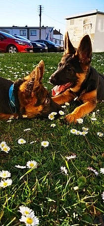 Hasko participe au concours pour gagner de l'argent avec cette photo : australian_kelpie, bohemian_shepherd, canidae, carnivore, companion_dog, dog, dog_breed, east_european_shepherd, german_shepherd_dog, grass, king_shepherd, kunming_wolfdog, mammal, old_german_shepherd_dog, plant, police_dog, vertebrate, working_dog