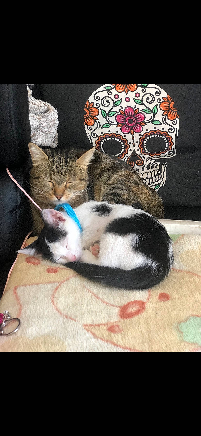 Chipie a rejoint le concours — aidez-le/la à gagner de superbes lots ! bag, carnivore, cat, claw, comfort, domestic_short_haired_cat, felidae, flooring, foot, fur, lap, linens, nap, paw, small_to_medium_sized_cats, tail, whiskers