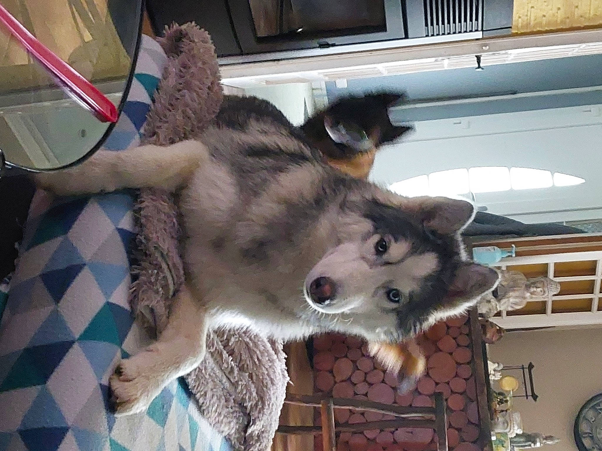 Tanouk participe au concours pour gagner de l'argent avec cette photo : cat, claw, clock, dog_breed, domestic_short_haired_cat, fang, fawn, felidae, fur, mammal, paw, small_to_medium_sized_cats, snout, tail, terrestrial_animal, vertebrate, whiskers, wildlife, working_animal