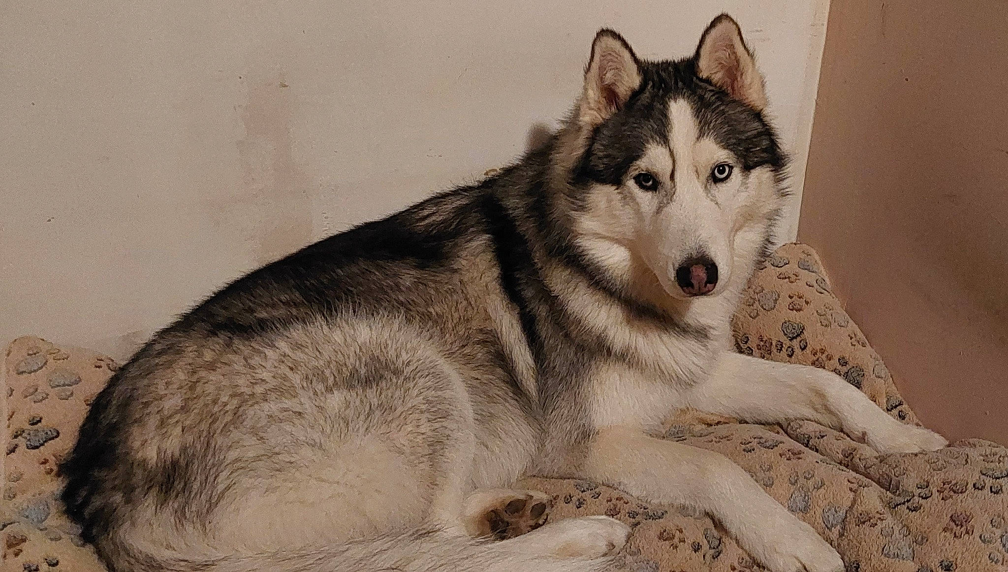 Tanouk participe au concours pour gagner de l'argent avec cette photo : ancient_dog_breeds, art, canidae, canis, carnivore, dog, dog_breed, fur, sled_dog, snout, sporting_group, terrestrial_animal, whiskers, wildlife, wolf, working_animal, working_dog