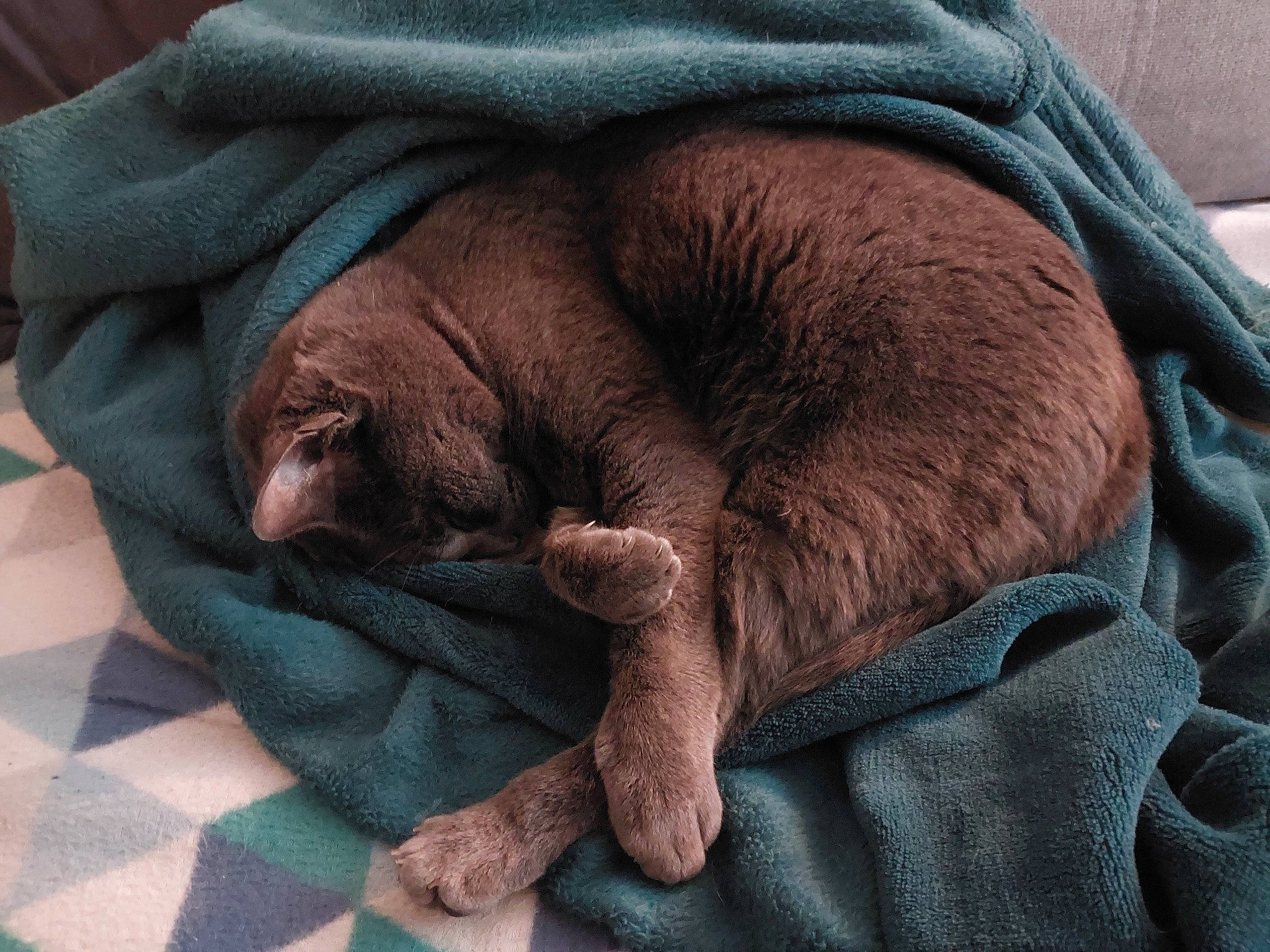 Nioky a rejoint le concours — aidez-le/la à gagner de superbes lots ! canidae, carnivore, comfort, companion_dog, dog, dog_breed, electric_blue, fawn, felidae, fur, grey, linens, liver, nap, sleeve, snout, sporting_group, terrestrial_animal, working_animal, wrinkle