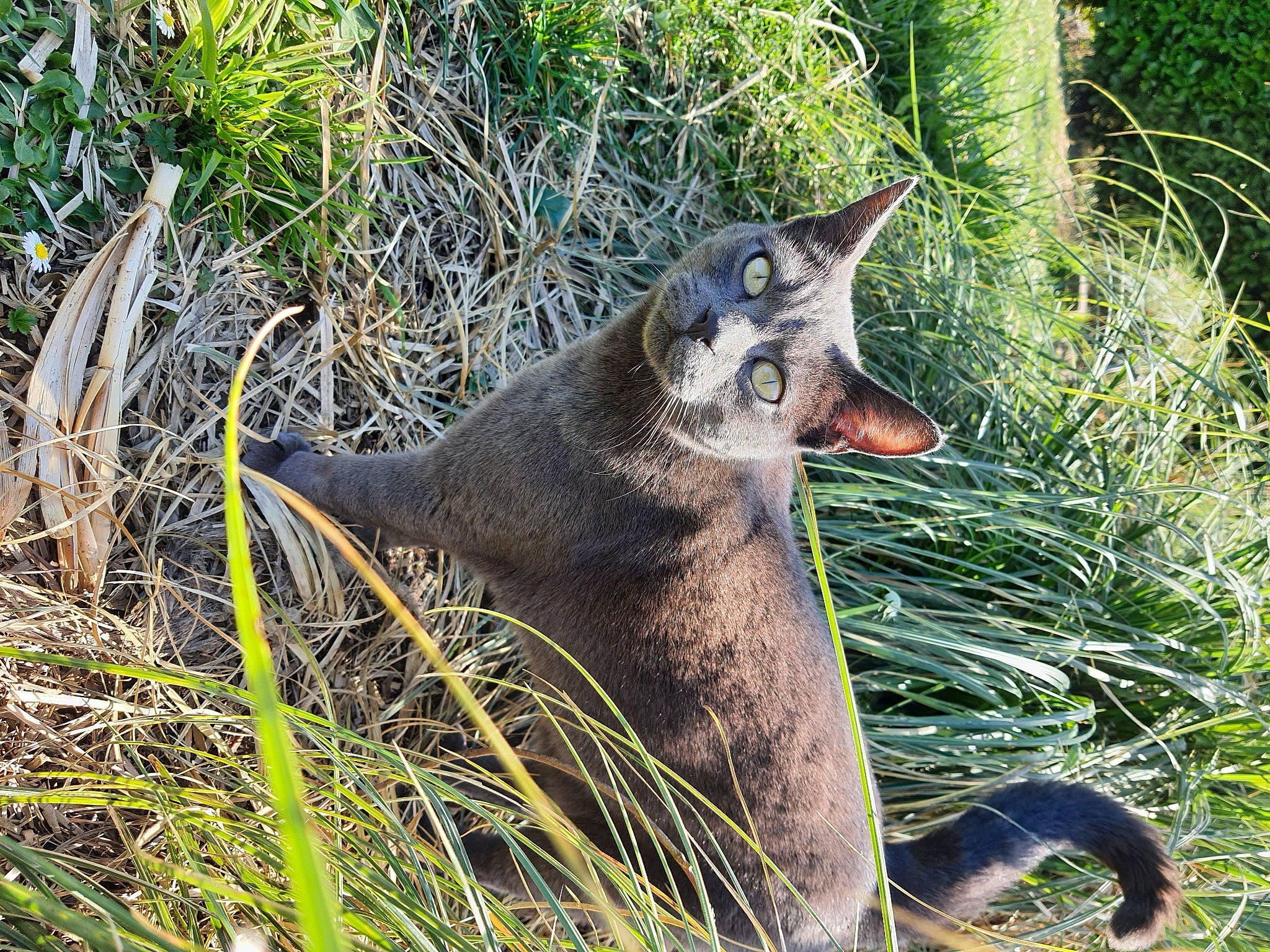 Nioky a rejoint le concours — aidez-le/la à gagner de superbes lots ! biting, canidae, canis, carnivore, dog, dog_breed, grass, groundcover, plant, snout, terrestrial_animal, terrestrial_plant, wildlife
