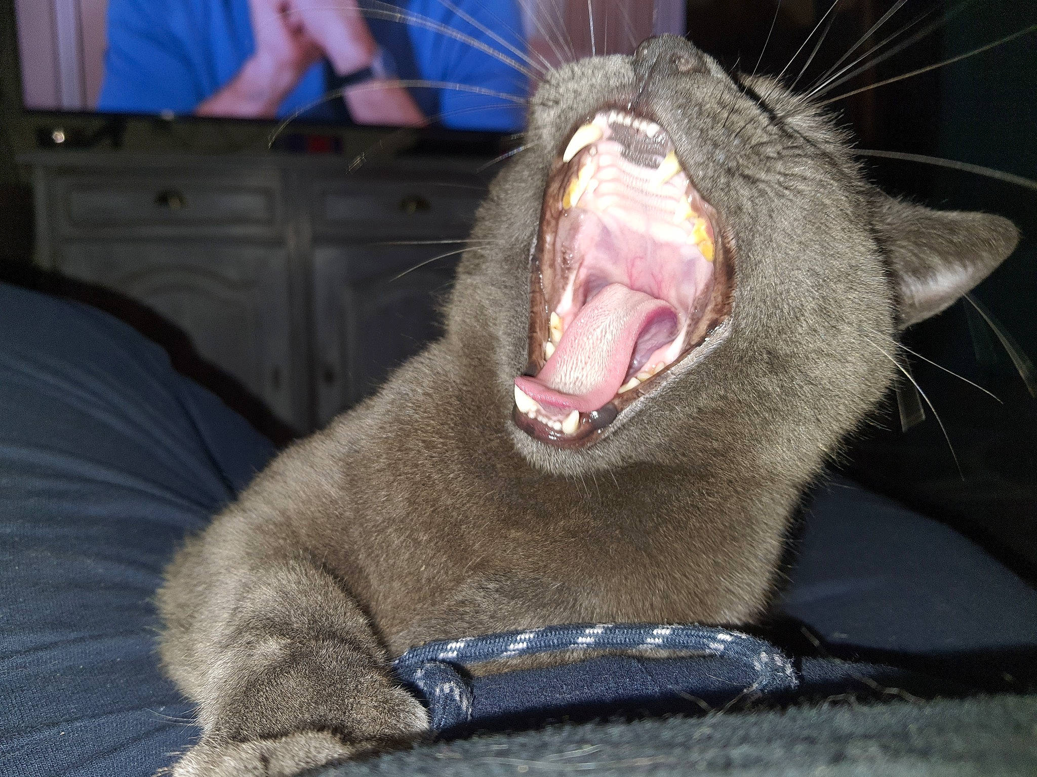 Nioky participe au concours pour gagner de l'argent avec cette photo : carnivore, cat, domestic_short_haired_cat, electric_blue, fang, felidae, fur, jaw, small_to_medium_sized_cats, snout, terrestrial_animal, tooth, whiskers, yawn