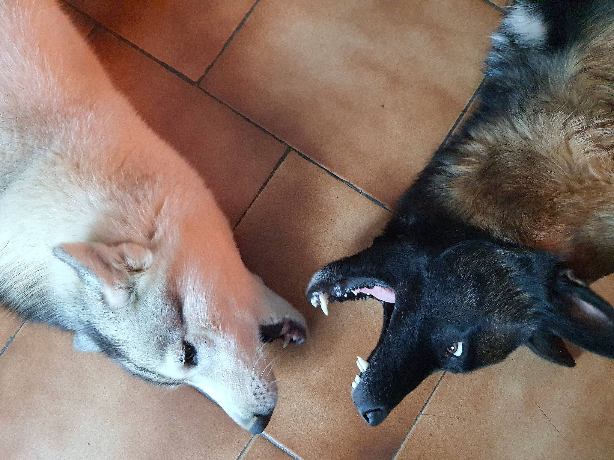 Malko a rejoint le concours — aidez-le/la à gagner de superbes lots ! canidae, carnivore, claw, companion_dog, dog, dog_breed, dog_supply, fawn, felidae, flooring, fur, mammal, paw, small_to_medium_sized_cats, spitz, sporting_group, tail, terrestrial_animal, whiskers, working_animal