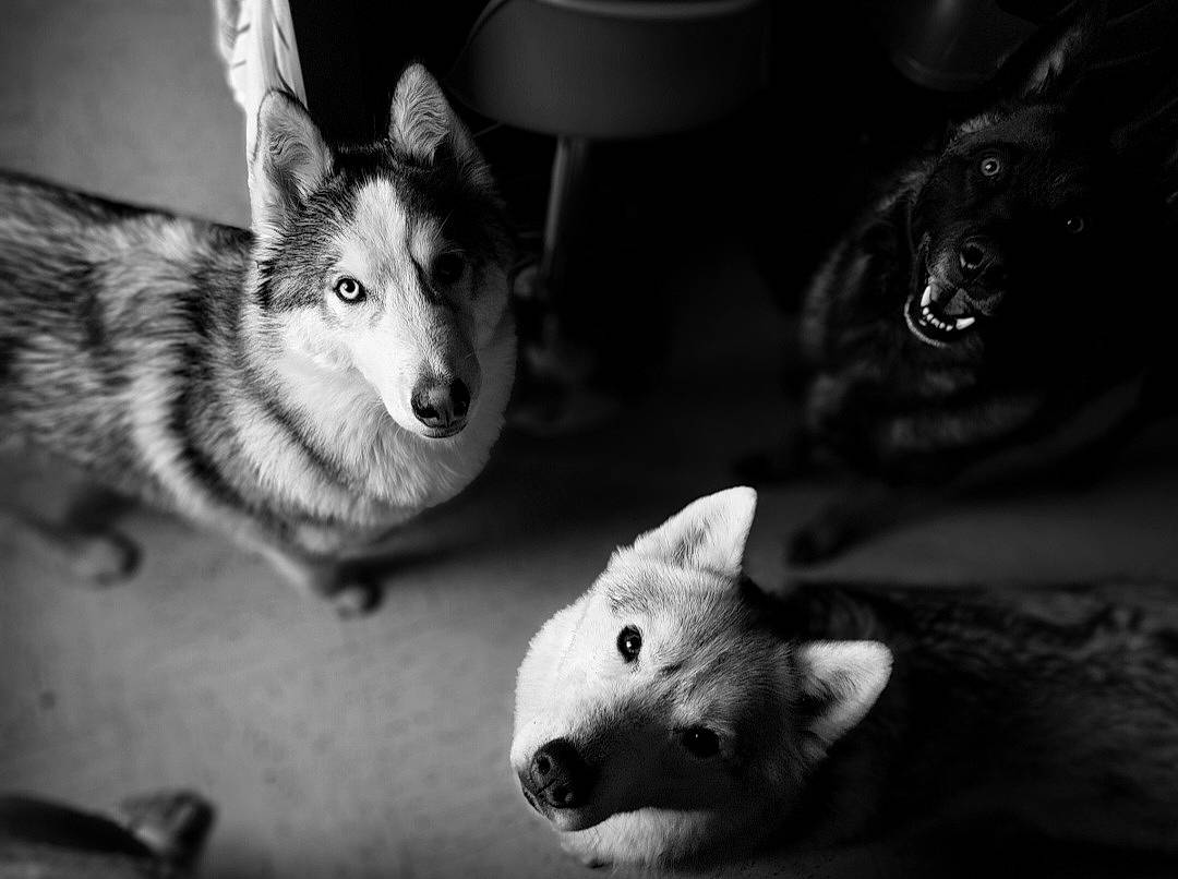 Malko participe au concours pour gagner de l'argent avec cette photo : black, black_and_white, carnivore, companion_dog, darkness, dog, dog_breed, flash_photography, fur, grey, mammal, monochrome, monochrome_photography, sled_dog, snout, stock_photography, style, vertebrate, whiskers, white
