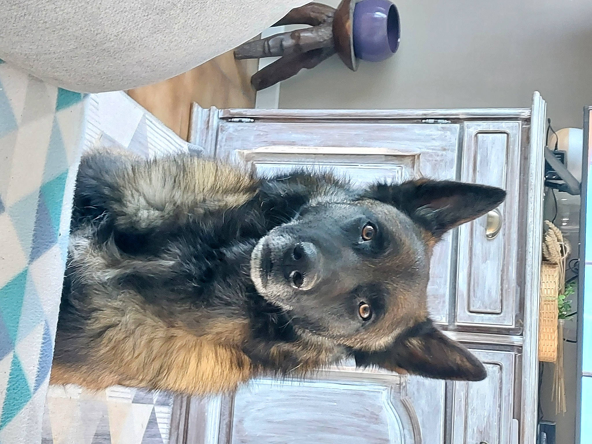 Malko participe au concours pour gagner de l'argent avec cette photo : canidae, carnivore, claw, companion_dog, dog, dog_breed, door, fur, giant_dog_breed, paw, snout, sporting_group, terrestrial_animal, whiskers, working_animal, working_dog