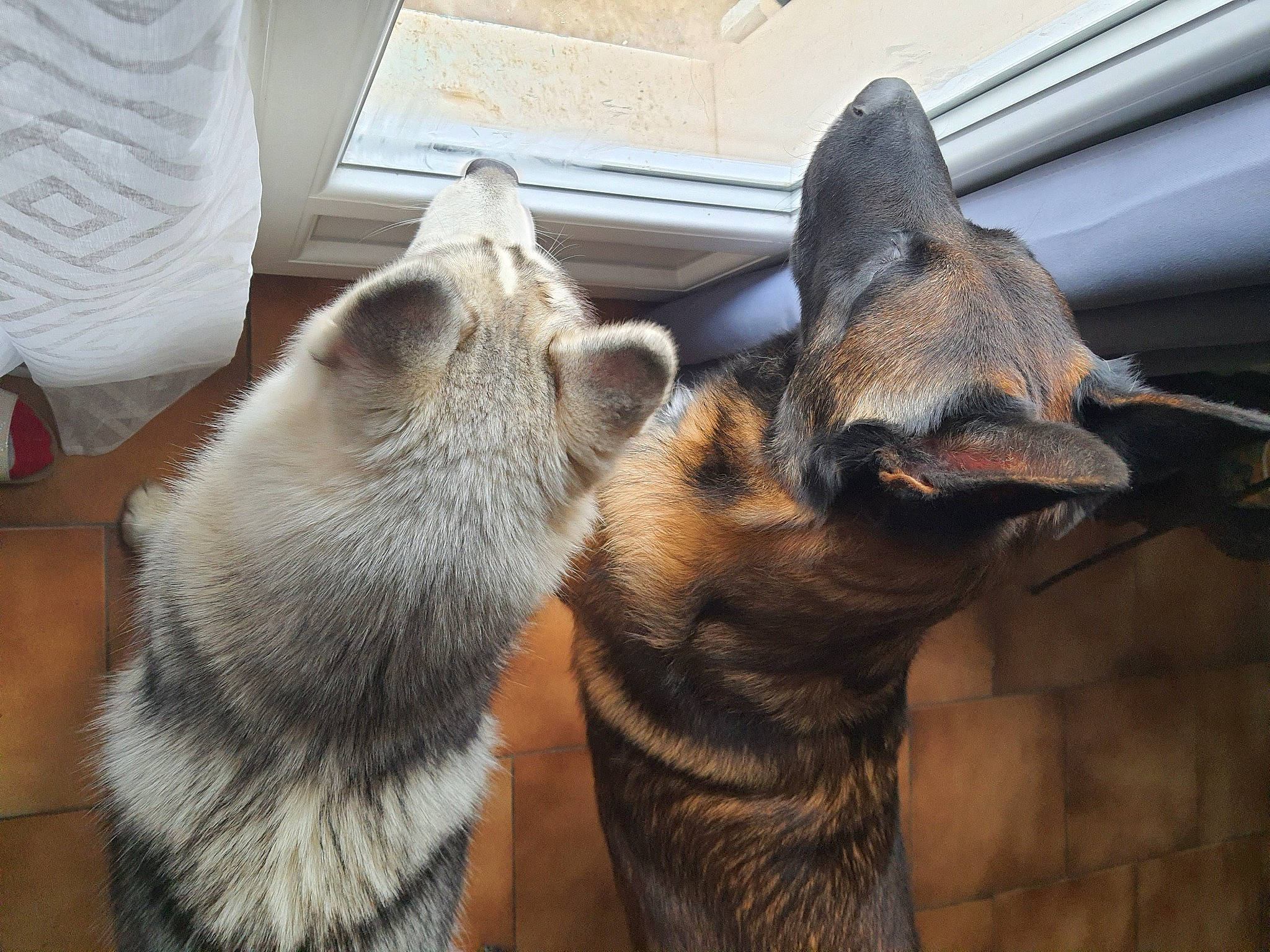 Malko participe au concours pour gagner de l'argent avec cette photo : carnivore, cat, claw, comfort, dog_breed, domestic_short_haired_cat, fawn, felidae, flooring, foot, fur, human_leg, nap, paw, small_to_medium_sized_cats, snout, tail, terrestrial_animal, whiskers, window