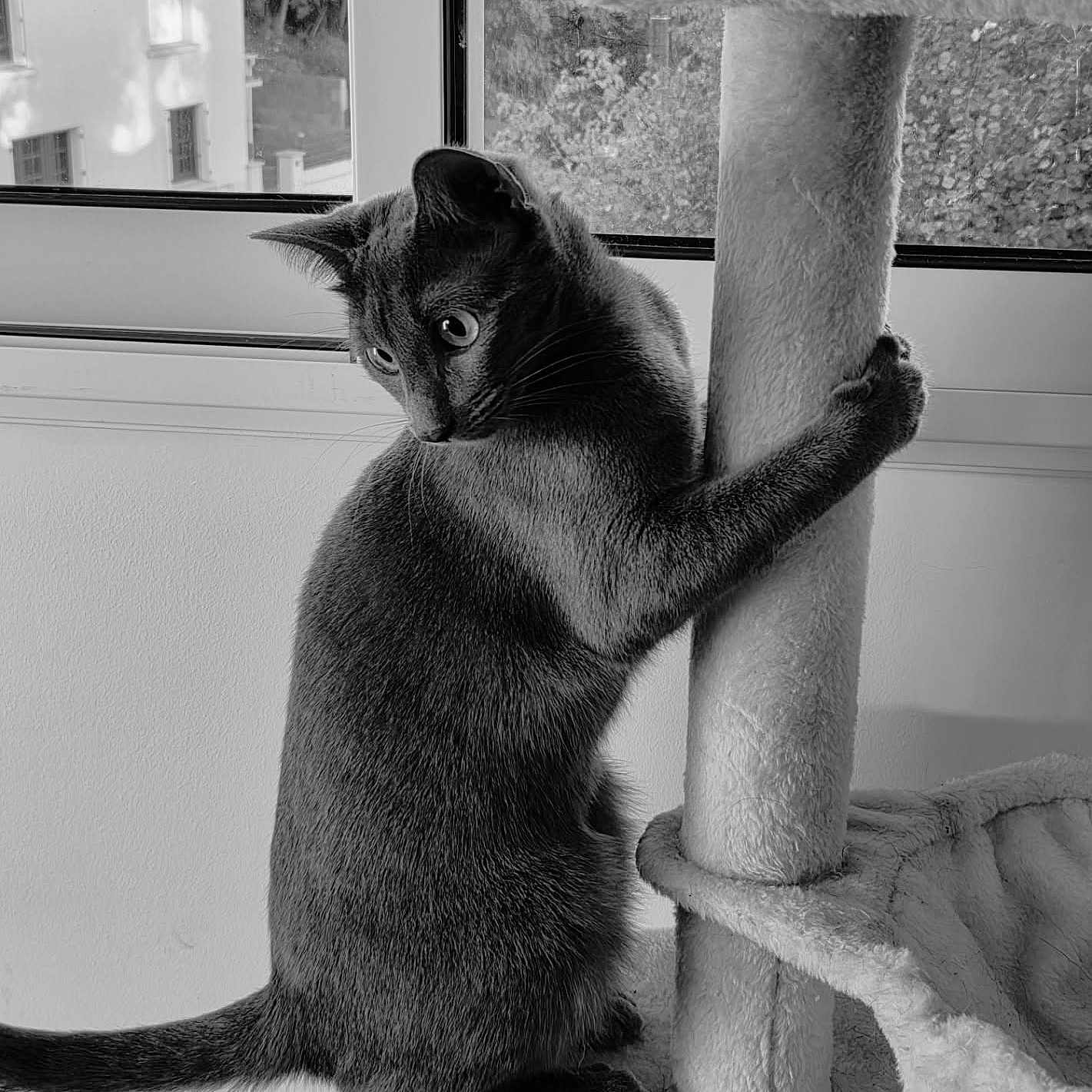 Alexandra Stevenin participe au concours pour gagner de l'argent avec cette photo : animal, black_and_white, cat, climbing, cozy, curious, domestic, feline, fur, house, indoor, looking, paw, pet, playful, scratching_post, sitting, tail, whiskers, window