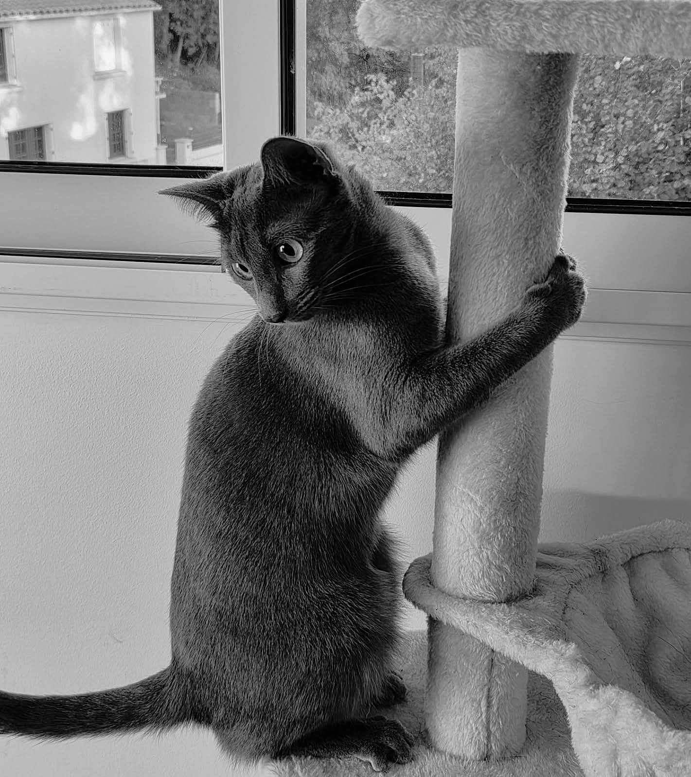 Alexandra Stevenin participe au concours pour gagner de l'argent avec cette photo : cat, pet, scratching_post, indoor, window, curious, feline, animal, fur, climbing, playful, house, domestic, whiskers, tail, paw, looking, sitting, black_and_white, cozy