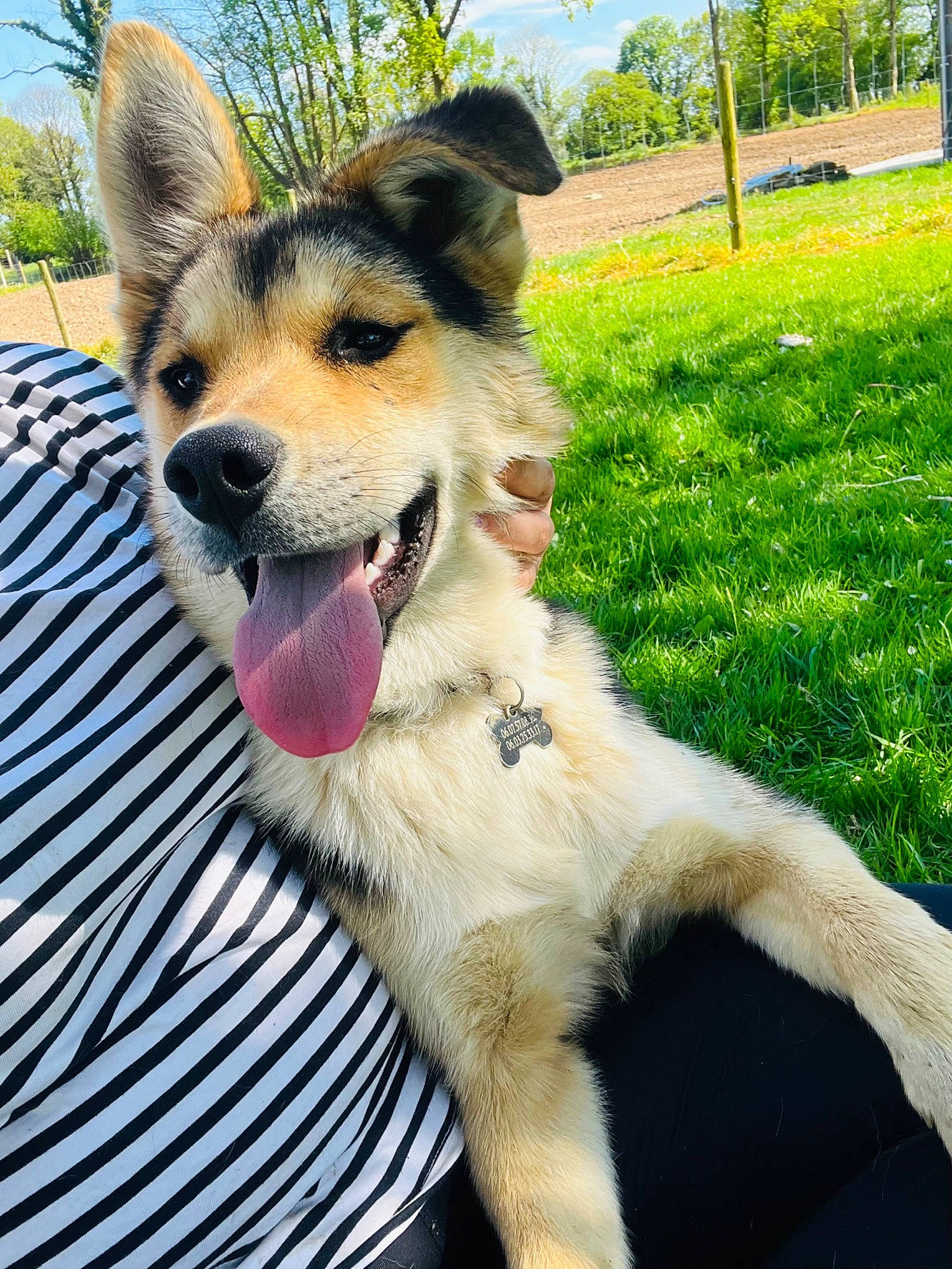 Unique participe au concours pour gagner de l'argent avec cette photo : carnivore, collar, companion_dog, dog, dog_breed, dog_collar, fang, fawn, fur, grass, herding_dog, leash, paw, plant, sky, snout, street_dog, tail, tree, whiskers