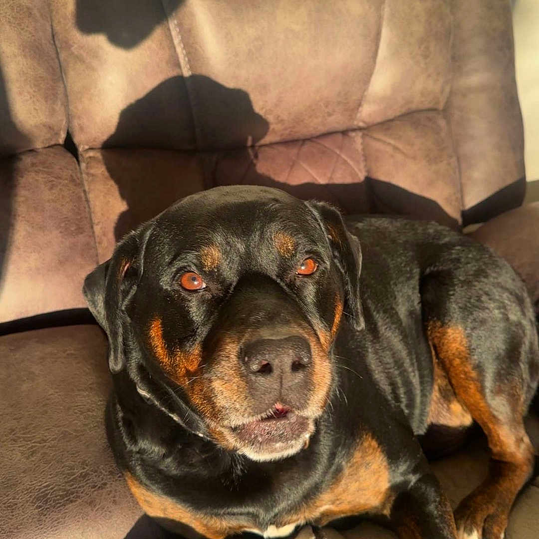 Dixie is registered to the contest to win money with this photo: animal, architecture, blanket, building, canine, chair, couch, cushion, dog, furniture, homedecor, hound, indoors, interiordesign, livingroom, person, pet, puppy, room, sleeping