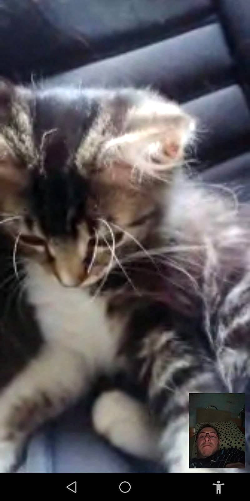 Frisquis a rejoint le concours — aidez-le/la à gagner de superbes lots ! american_curl, asian, carnivore, cat, domestic_long_haired_cat, european_shorthair, felidae, fur, kitten, maine_coon, mammal, norwegian_forest_cat, photography, polydactyl_cat, siberian, small_to_medium_sized_cats, snout, tabby_cat, vertebrate, whiskers