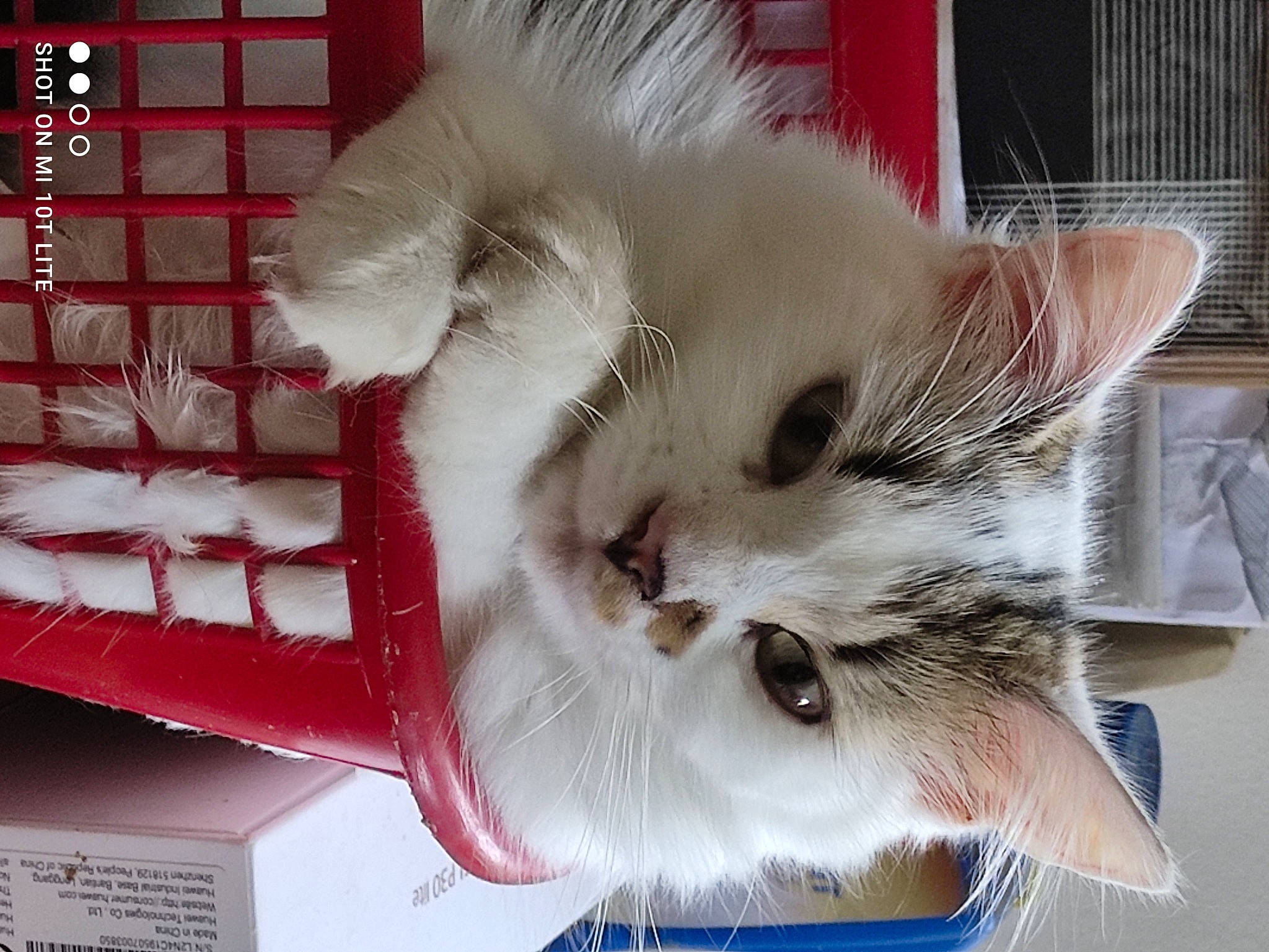 Calinette a rejoint le concours — aidez-le/la à gagner de superbes lots ! animal_shelter, box, carnivore, cat, cat_supply, claw, comfort, companion_dog, domestic_short_haired_cat, fawn, felidae, flooring, fur, paw, pet_supply, small_to_medium_sized_cats, tail, whiskers