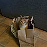 Chicha a rejoint le concours — aidez-le/la à gagner de superbes lots ! cat, brown_paper_bag, floor, tile, couch, indoor, pet, feline, curious, looking_up, orange_cat, white_chest, ears, whiskers, shadow, home, cozy, domestic_animal, sitting, container